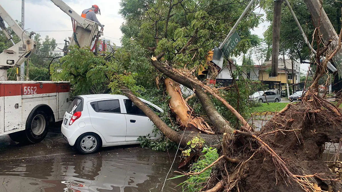 Árboles caídos por la lluvia en la ZMG